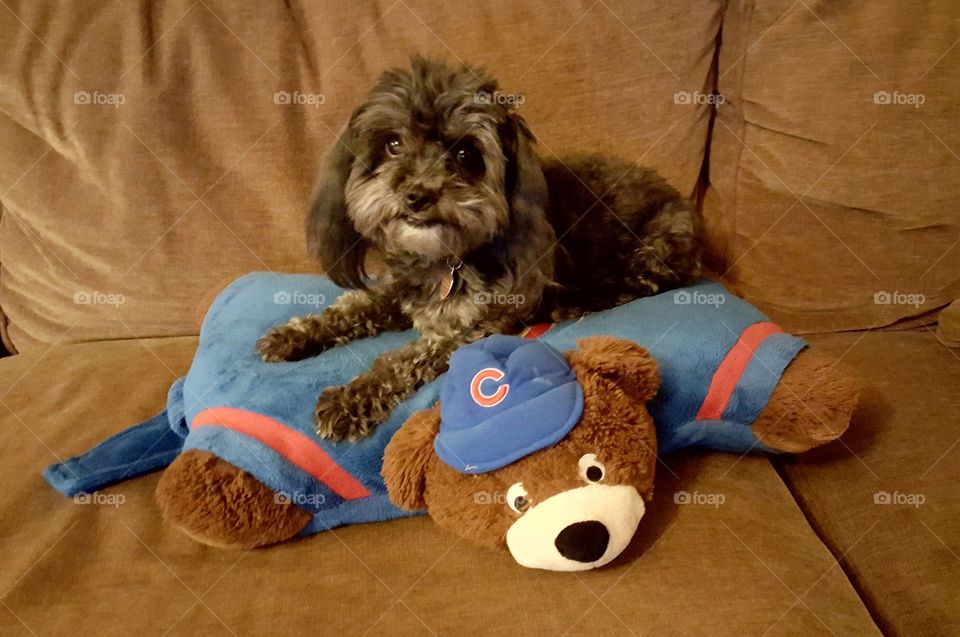 Cubs Fan