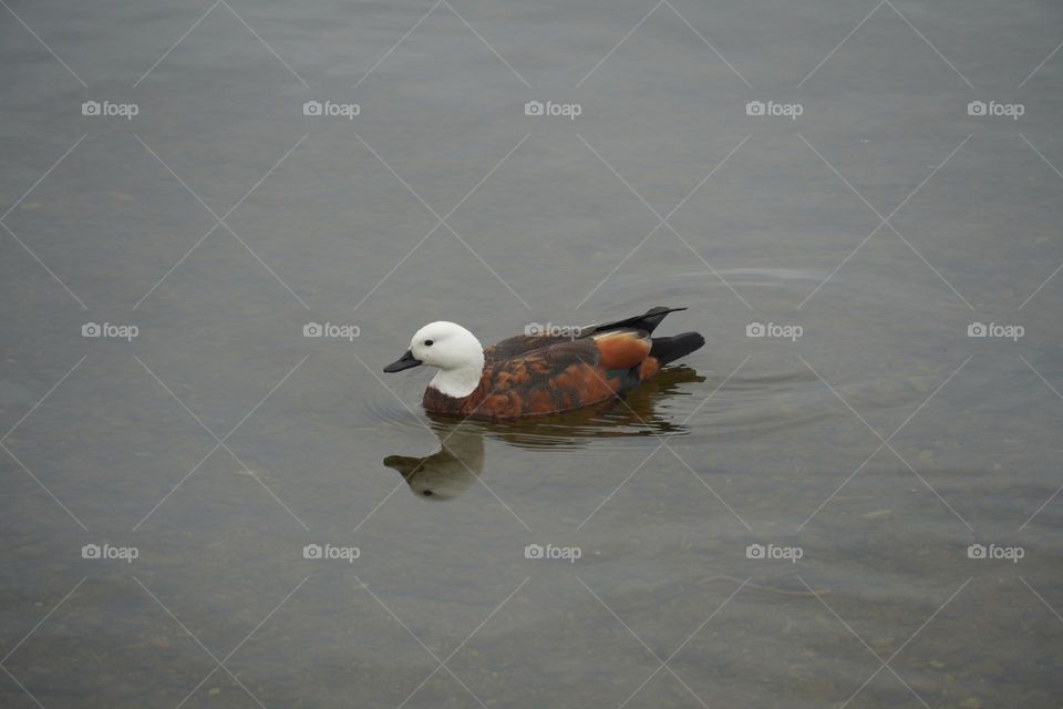 little duck swimming in the lake