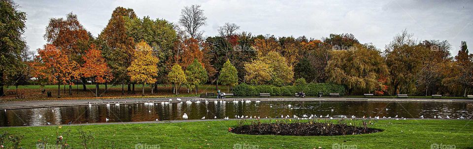 Colorful trees