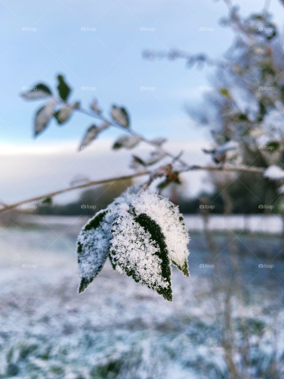 Snow crystals in dim sunlight on frozen, green leaves on a twig against a backdrop of snow-covered pasture grass 