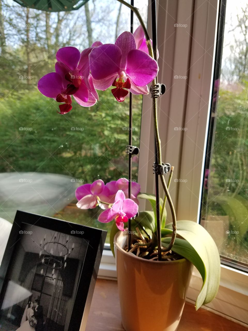 I love orchids
