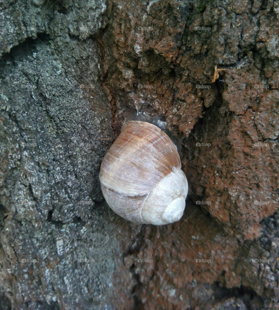 Snail, Shell, Shellfish, Nature, Gastropod