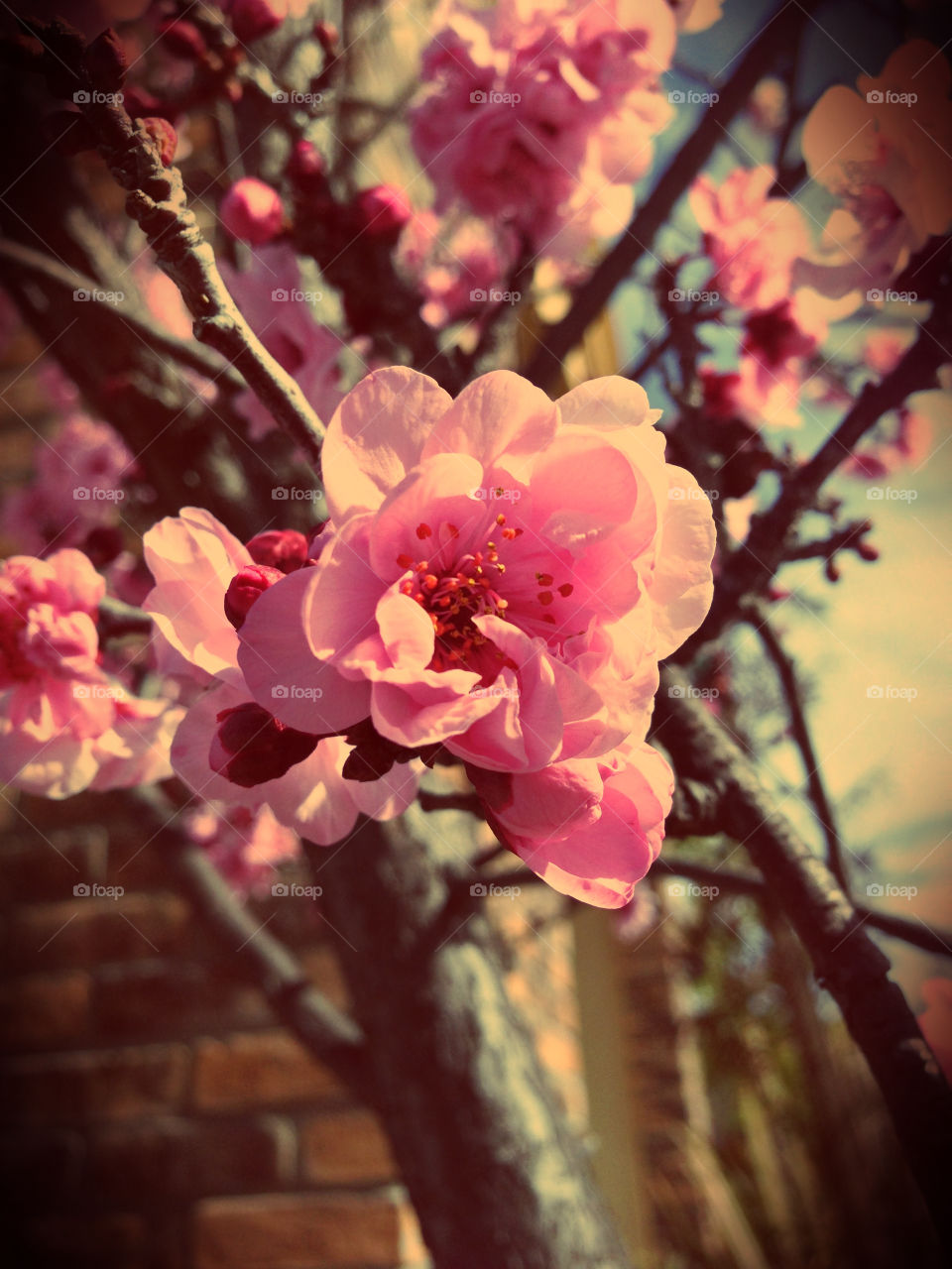 Flower, No Person, Nature, Garden, Flora