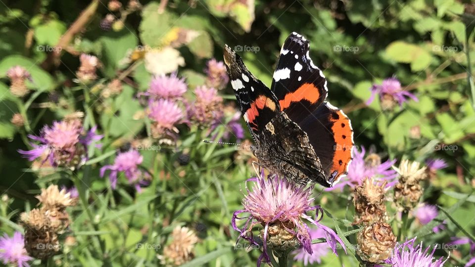 Butterfly Denmark 