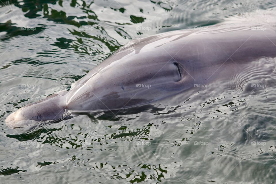 Wild dolphin skimming along water 