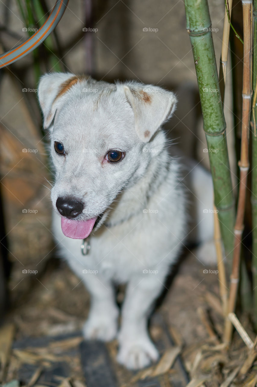 Entre bamboos