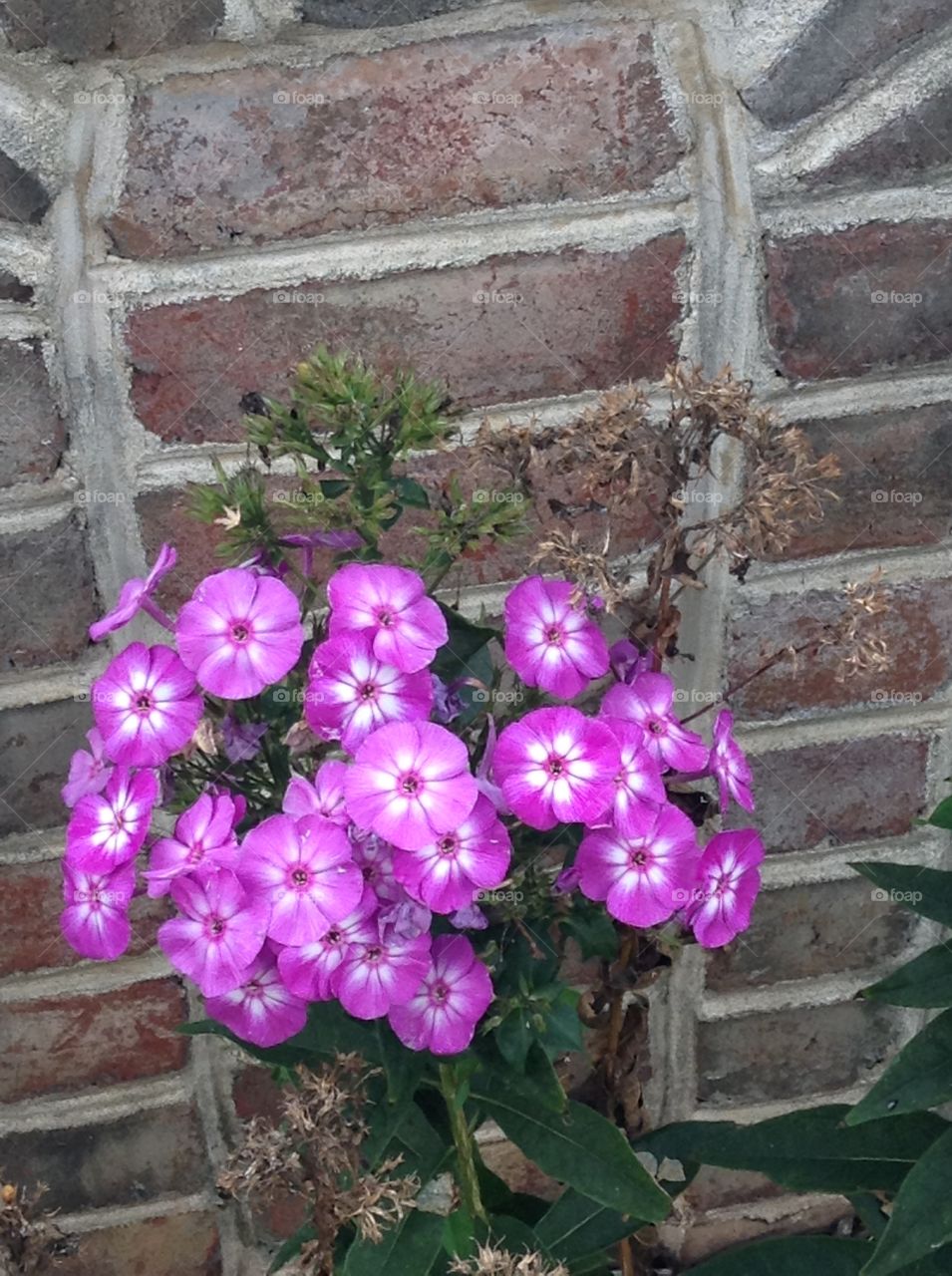 Brick and Flowers 