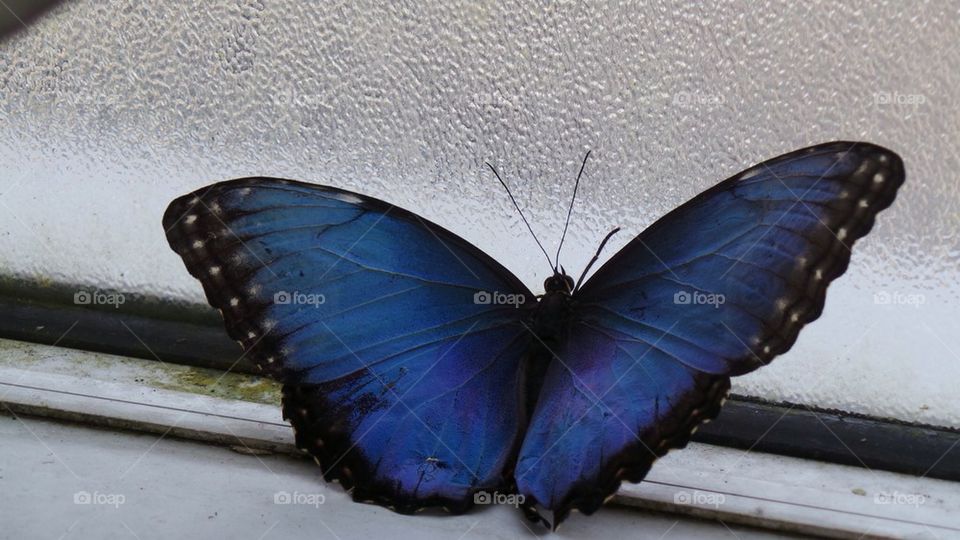 Blue morpho butterfly