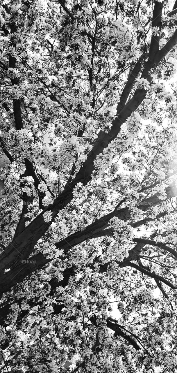 Abstract beauty caught in blossoms of an apple tree in a moment in time.