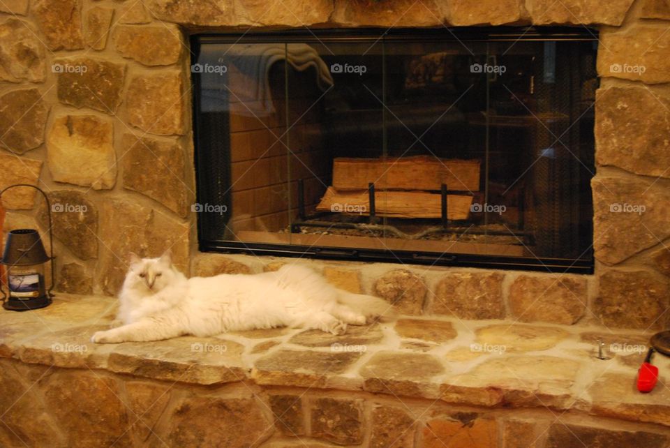 Ragdoll cat on hearth