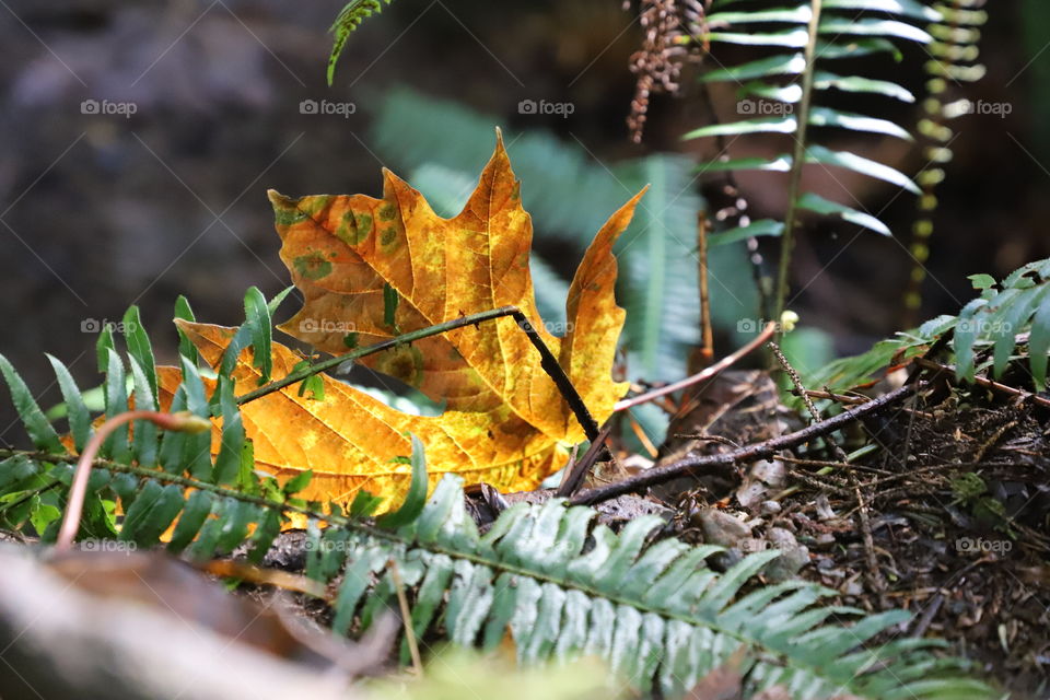 Fallen leaf in the forest 