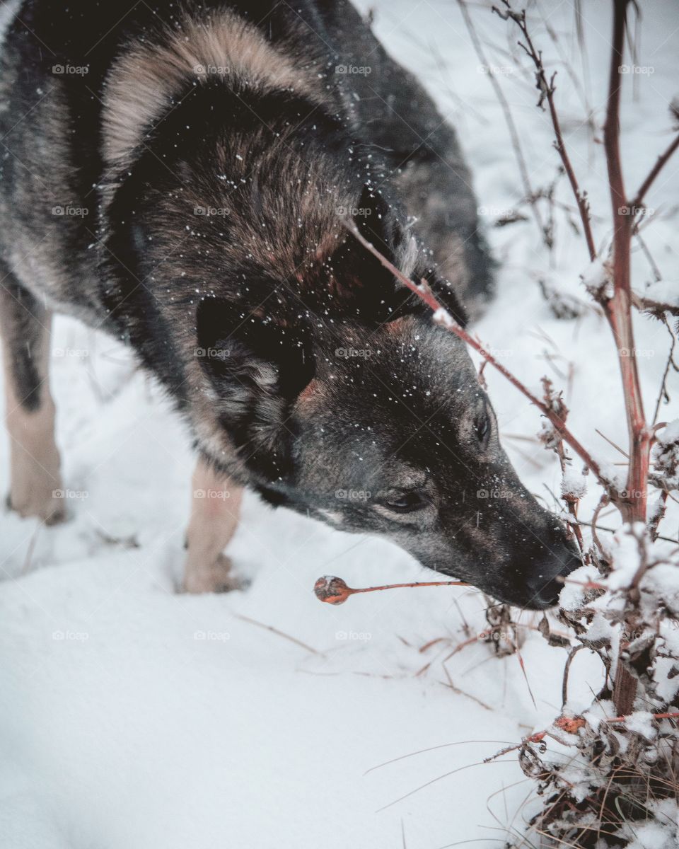 walking the dog in winter