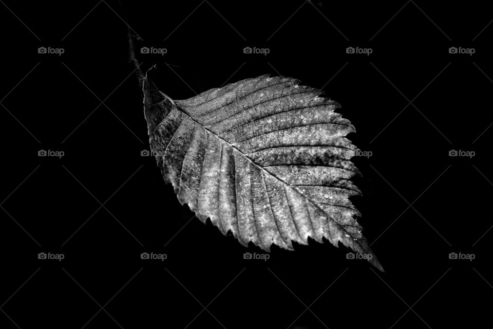 Leaf