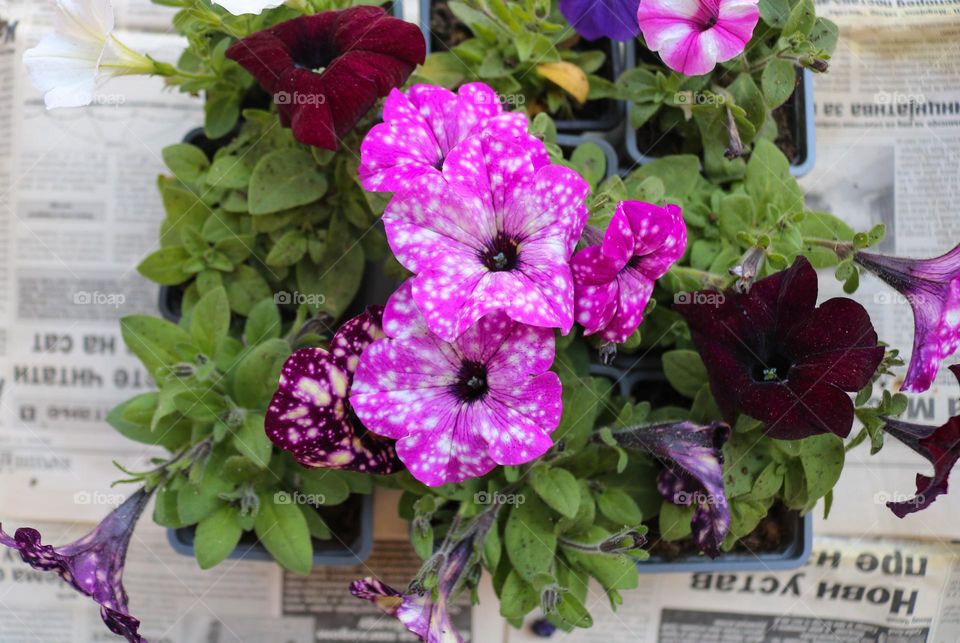 Planting flowers