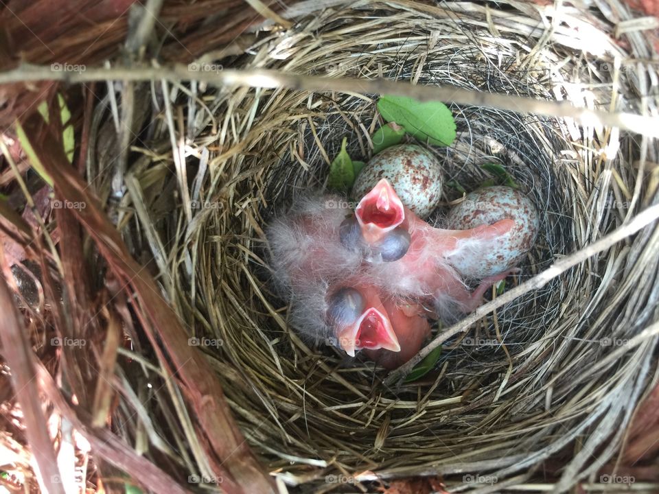 Small nest of birds I found in a bush in my front yard