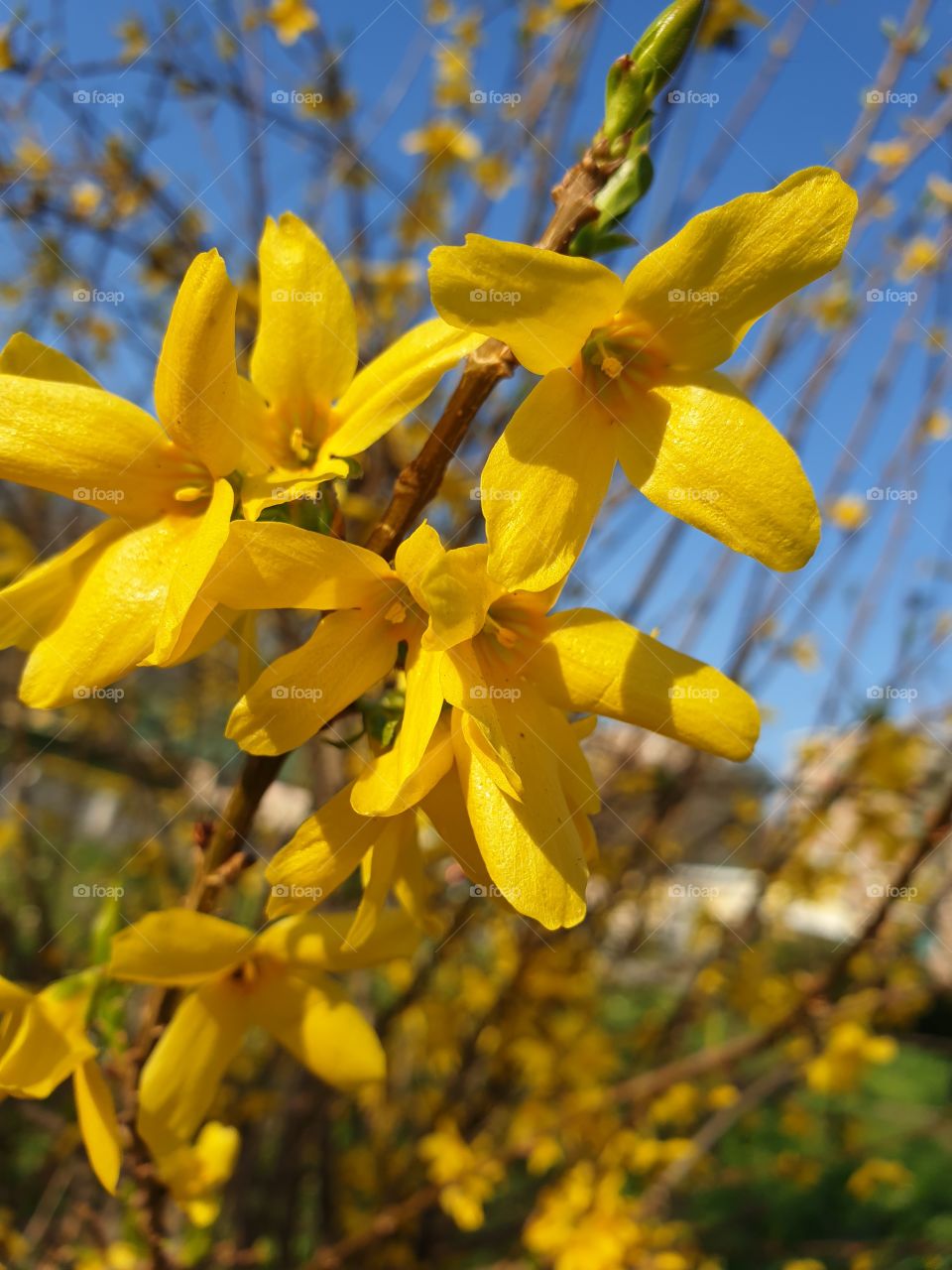 Spring time and yellow flowers