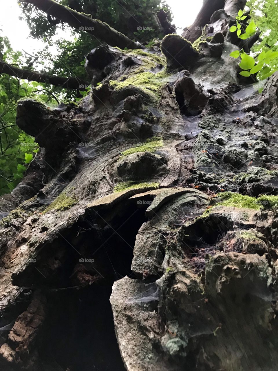 Megalithweg old tree