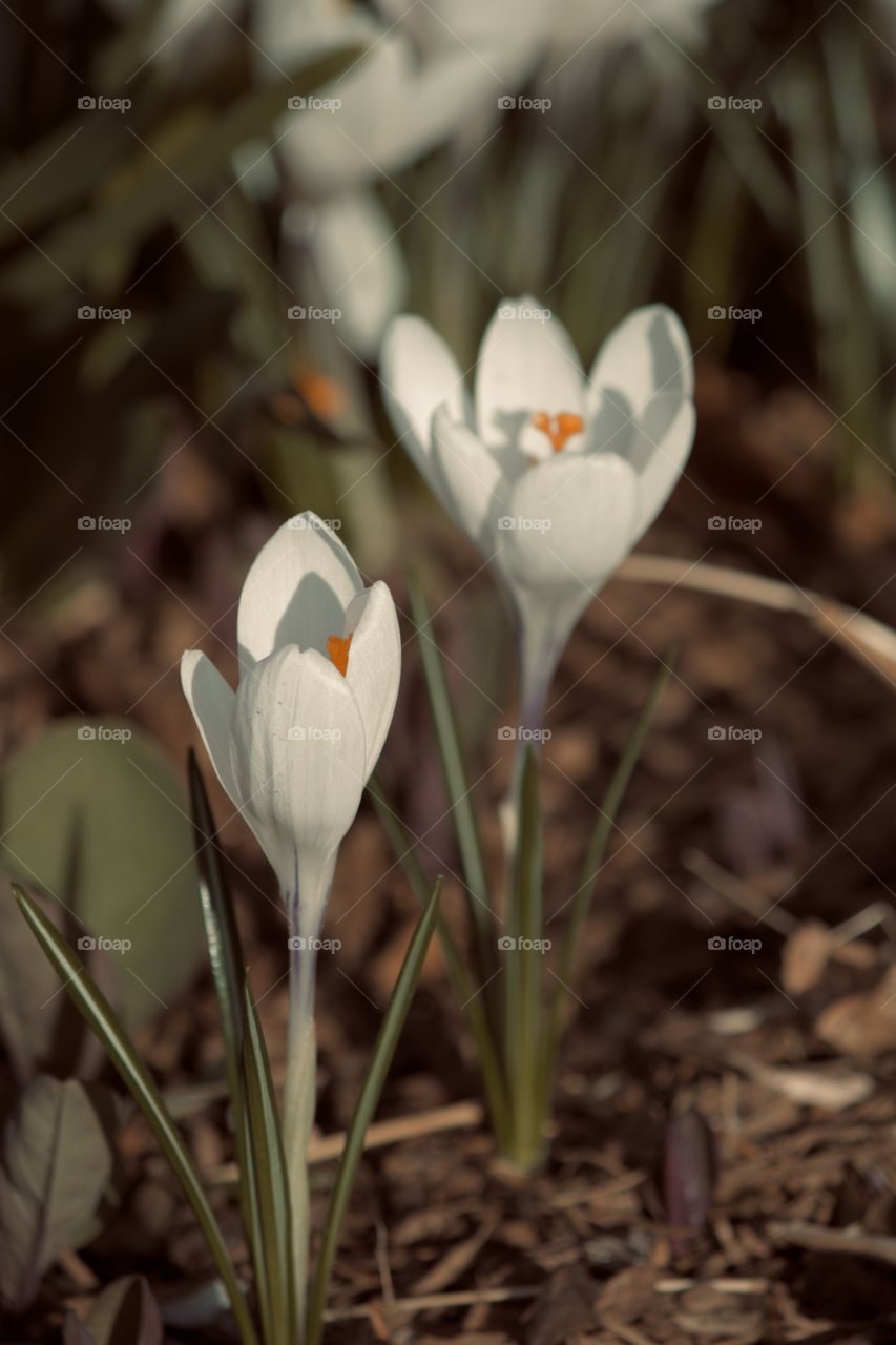 First blooms of spring 