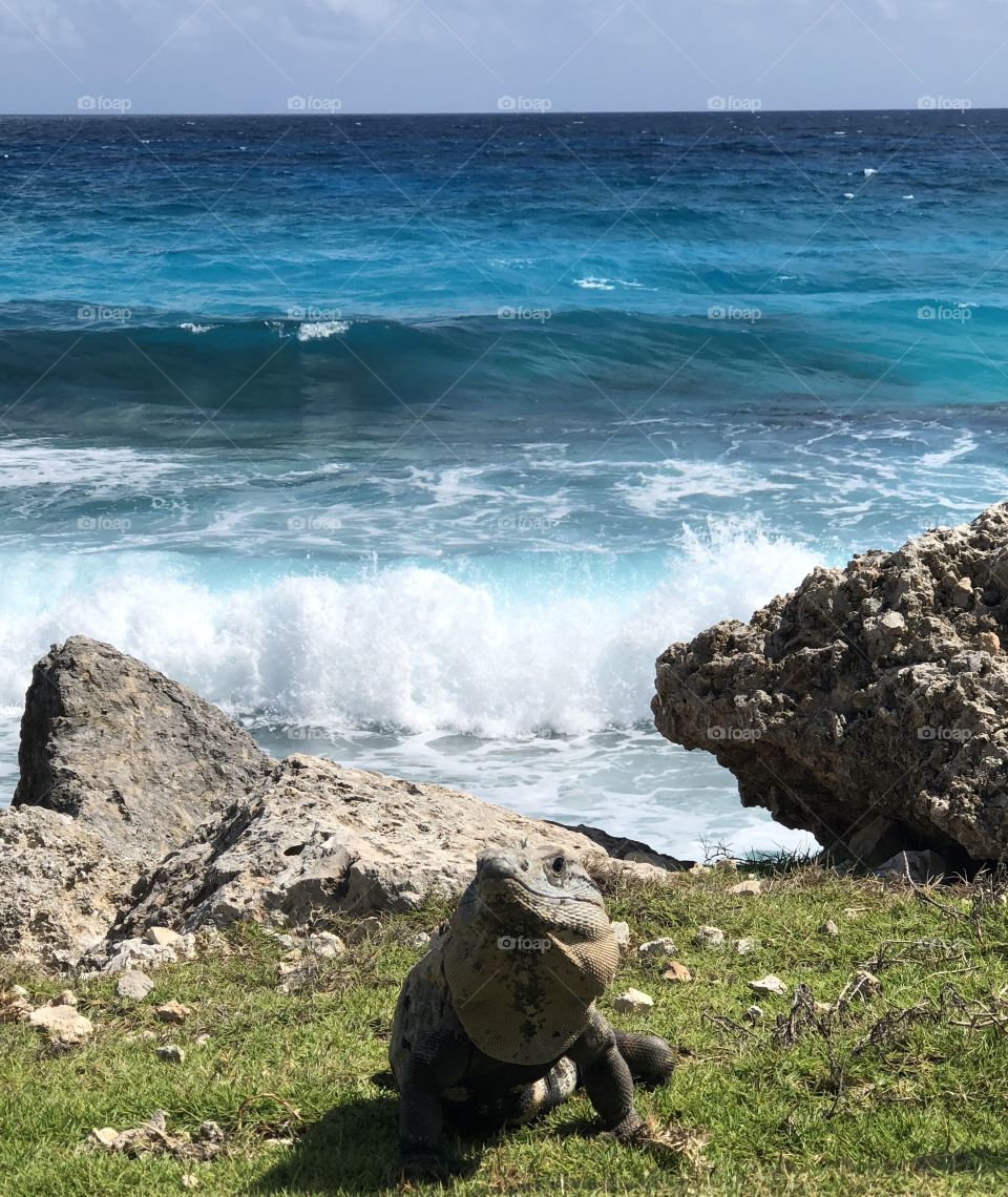 Iguana in Paradise