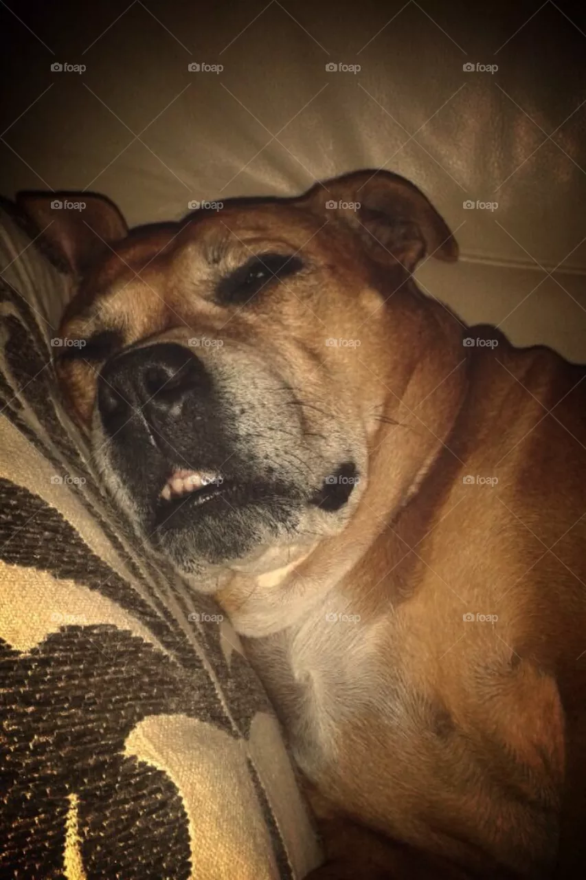 Dog