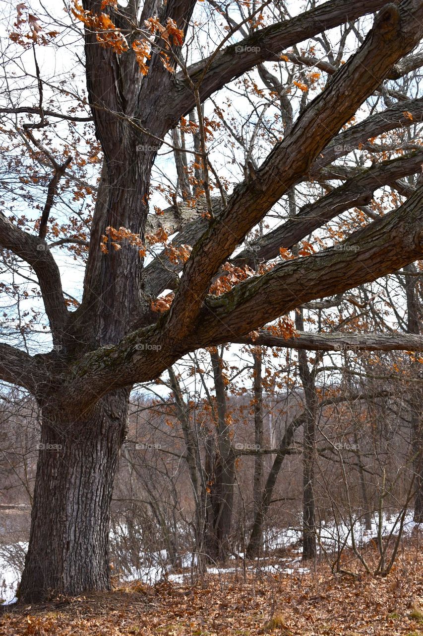 A large tree overlooks the trail with a beautiful cool lake in the background