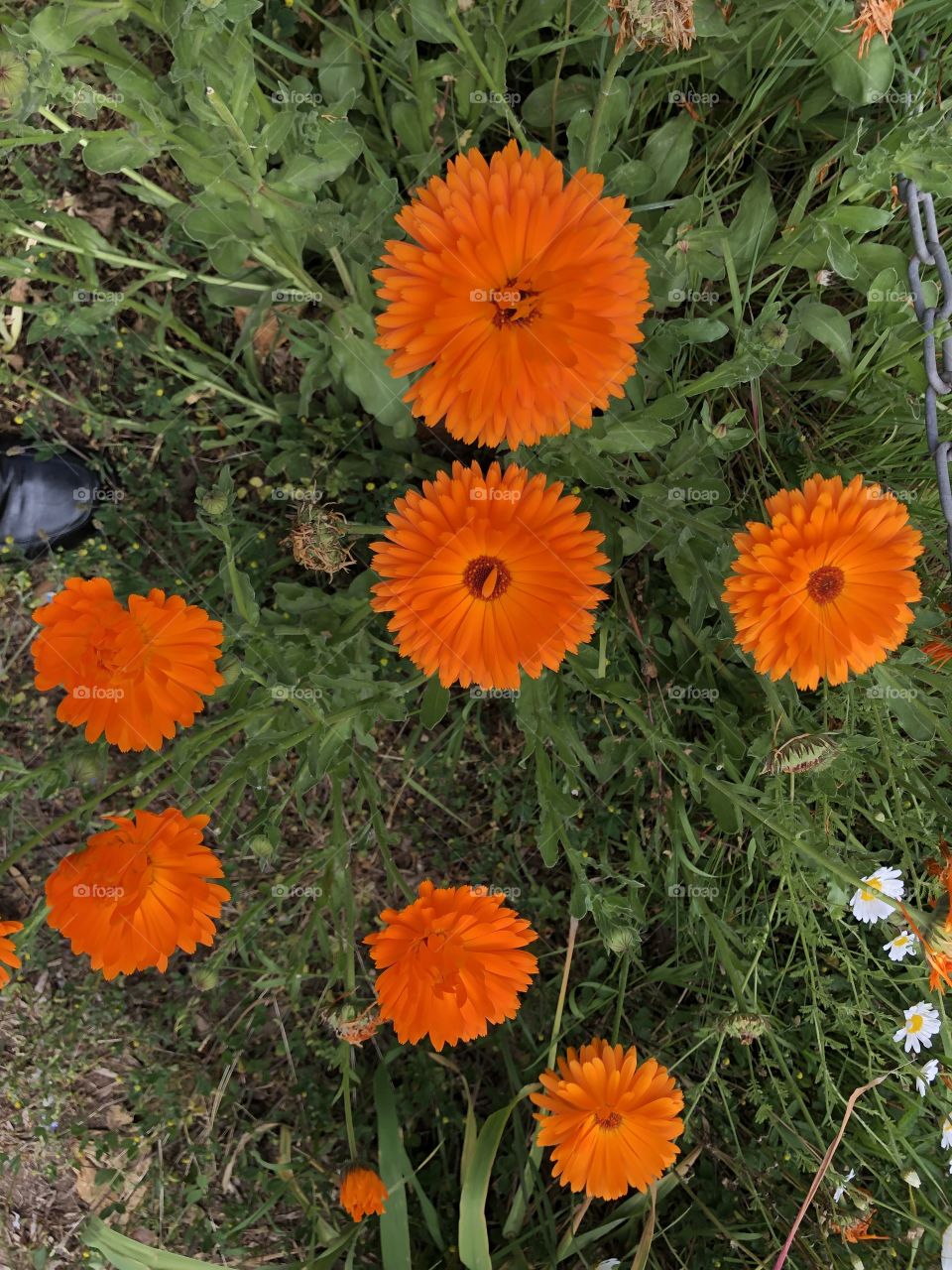 Some rather lovely wild flowers that are enhanced by their stunning color.