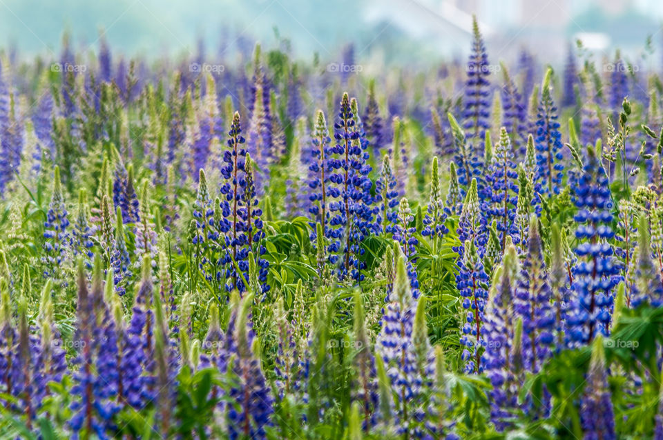 Blue lupins in the foggy morning