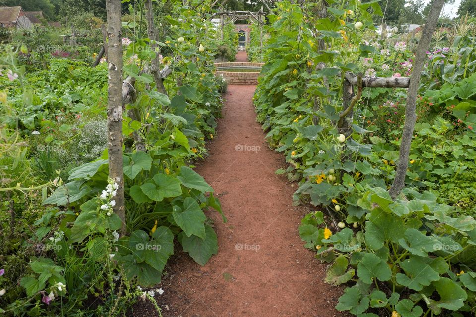 Leaf, No Person, Agriculture, Garden, Growth