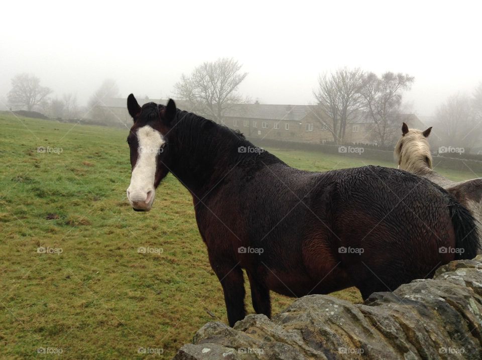 The beautiful horses in Haworth, England 