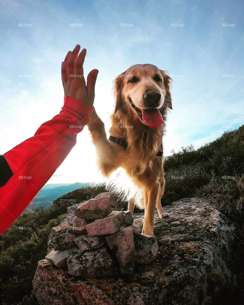 dog love