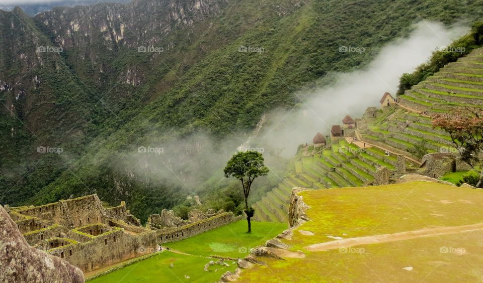 A lonely tree at Machu Picchu, Peru.