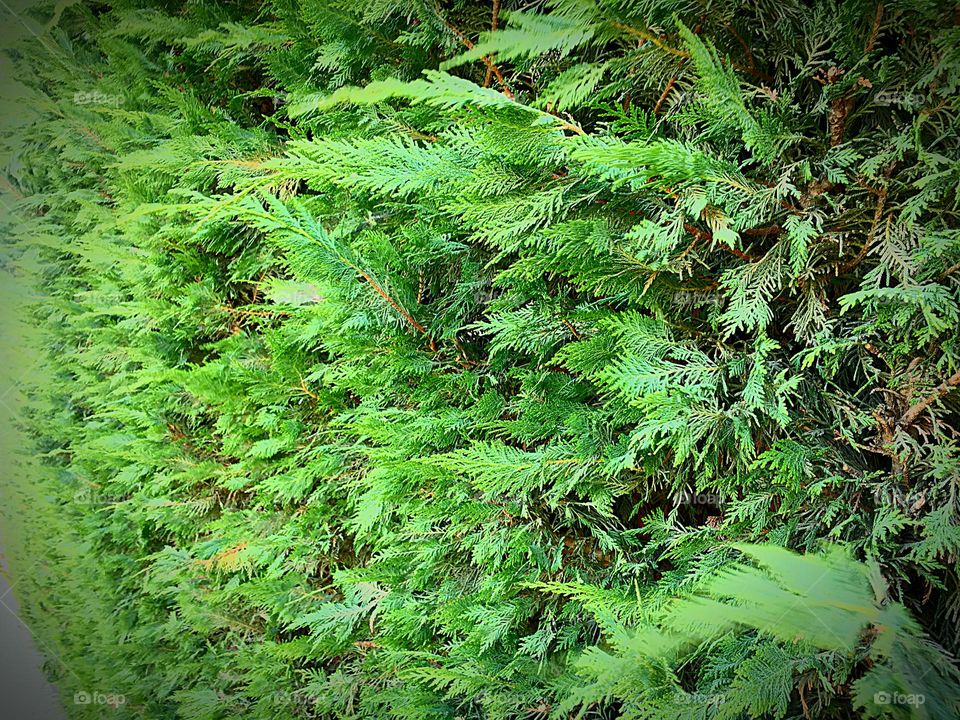 A house fence with natural plants