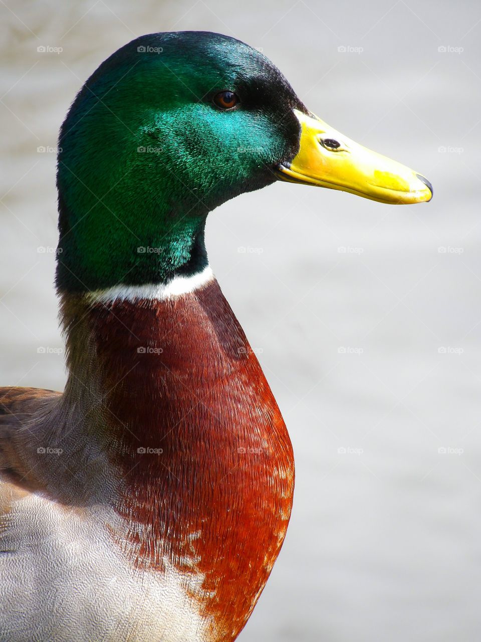 Mallard Duck