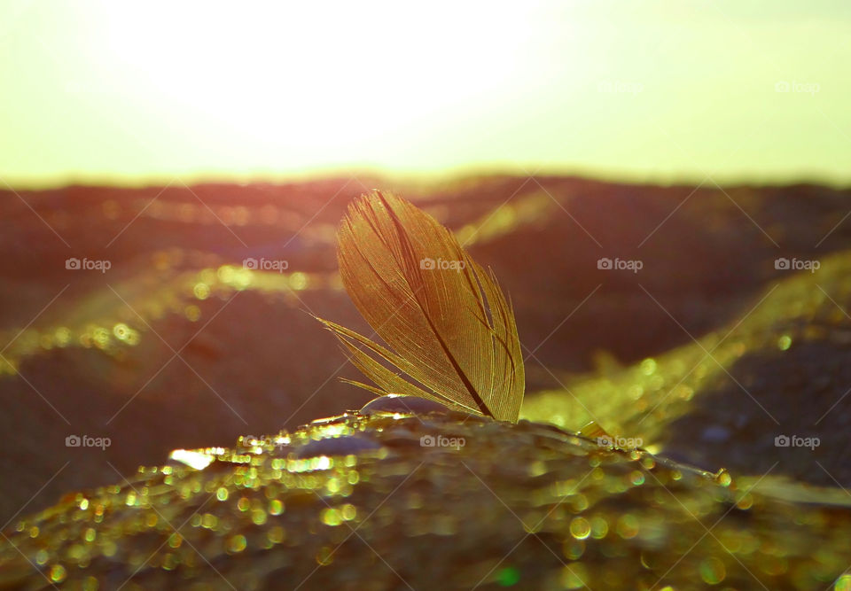 Golden feather