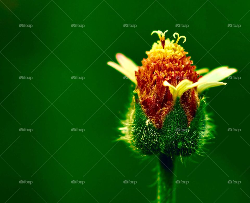 Contrasting colours  - Floral Bud - Natural contrast 