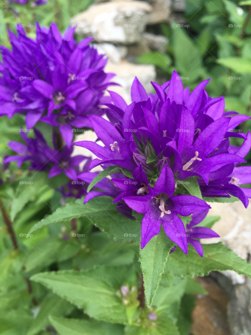 Vibrant purple flowers. 