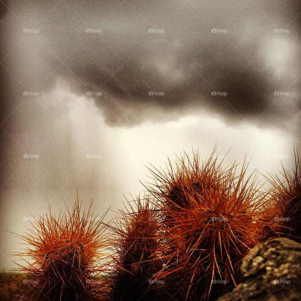 Cacti in Phoenix at South Mountain
