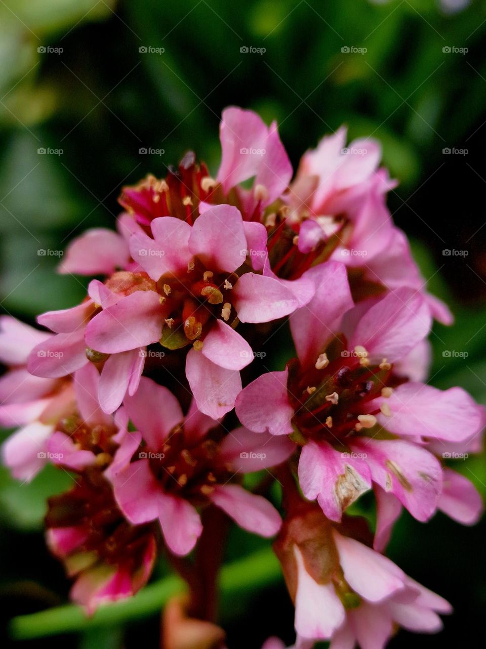 baby pink flower