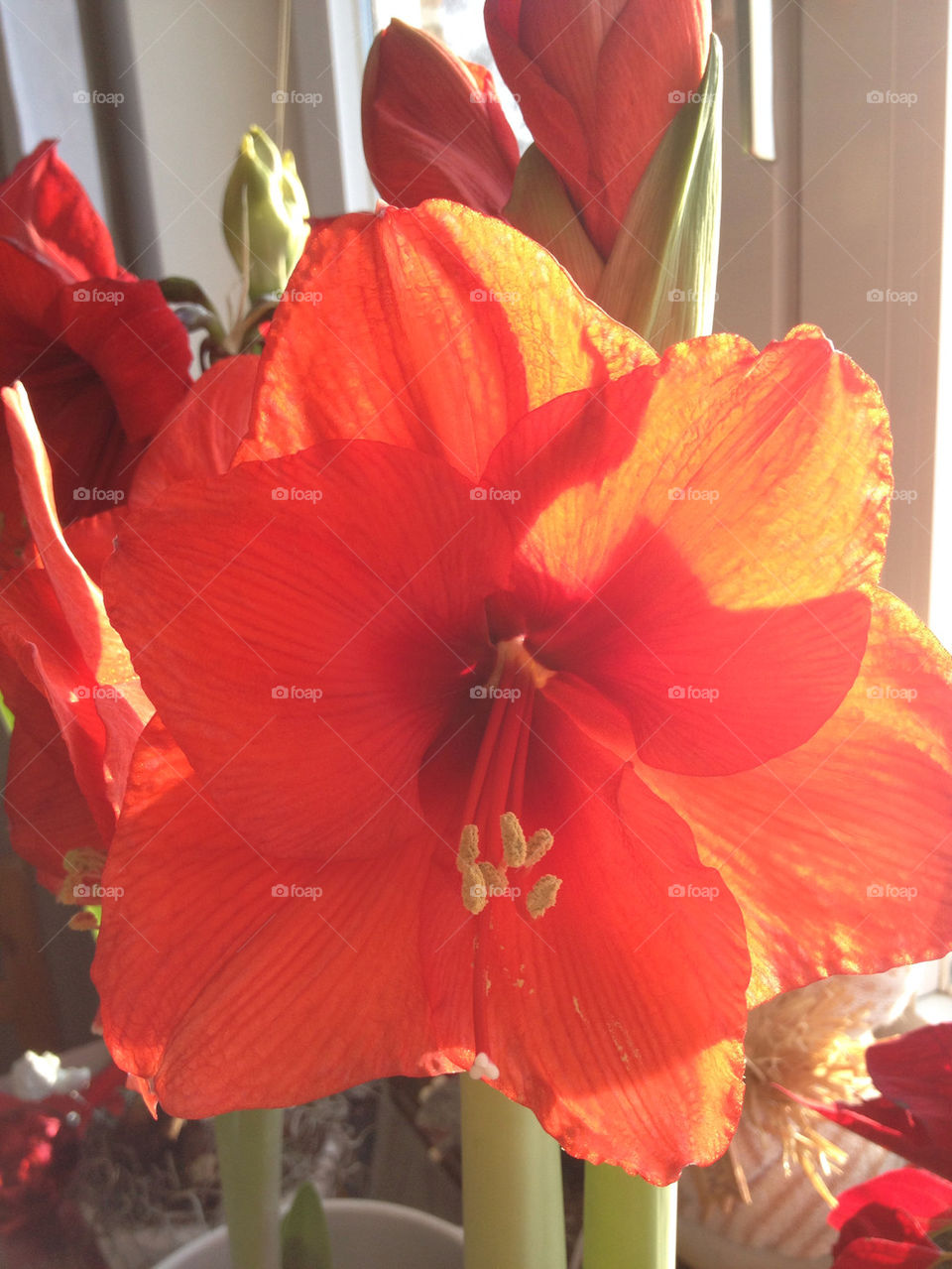 flower red amaryllis flowerbud by liselott