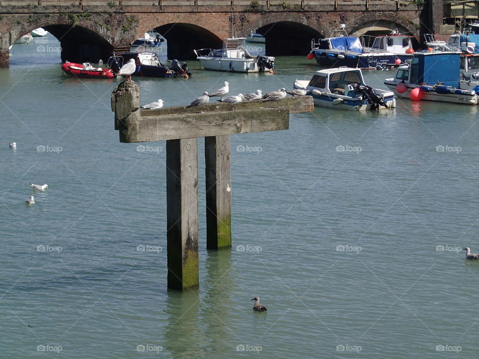 Boats, seagulls, and an arched bridge in the harbor of Folkestone in England on a sunny summer day. 