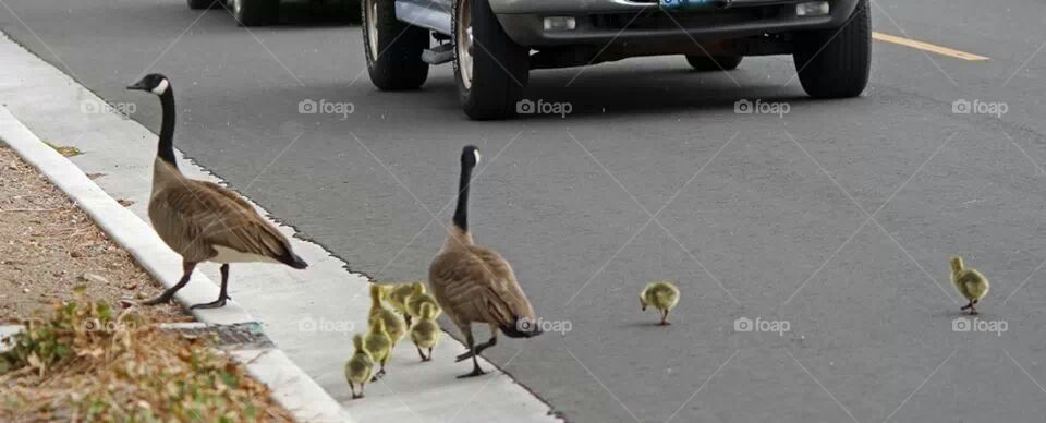 geese and babys