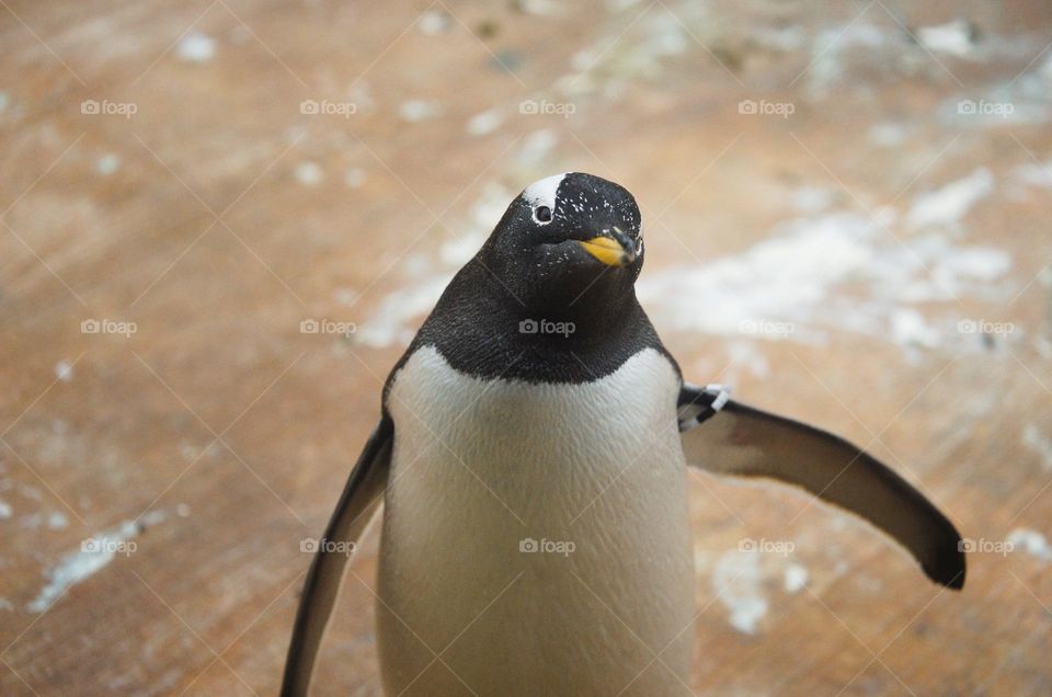 Posing penguin