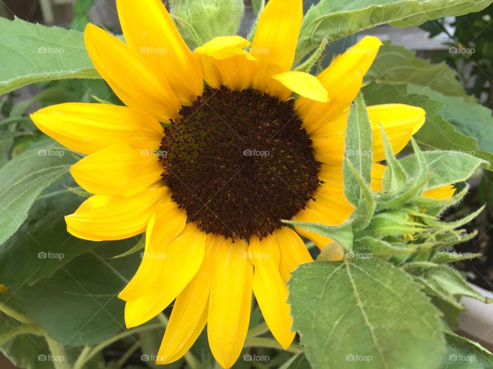 Sunflower