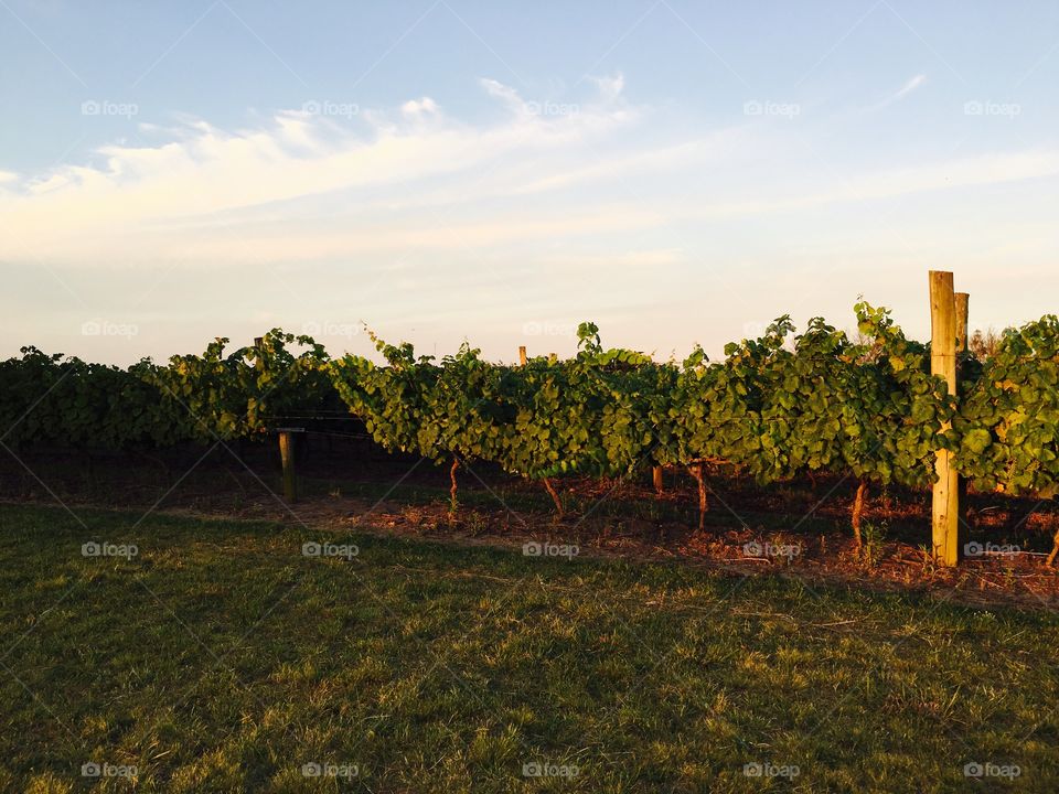 Vineyard 