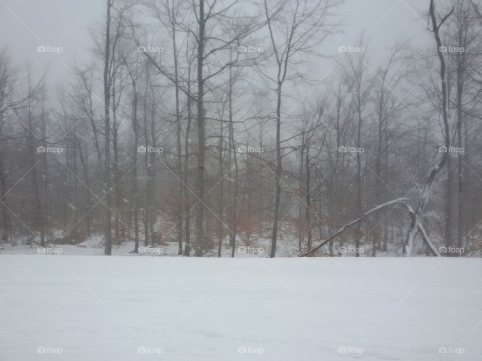 Winter landscape with snow