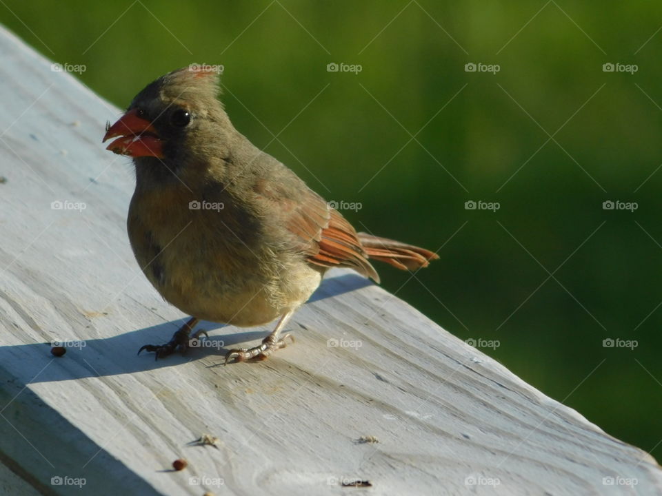 Female cardinal eating birdseed on porch railing 