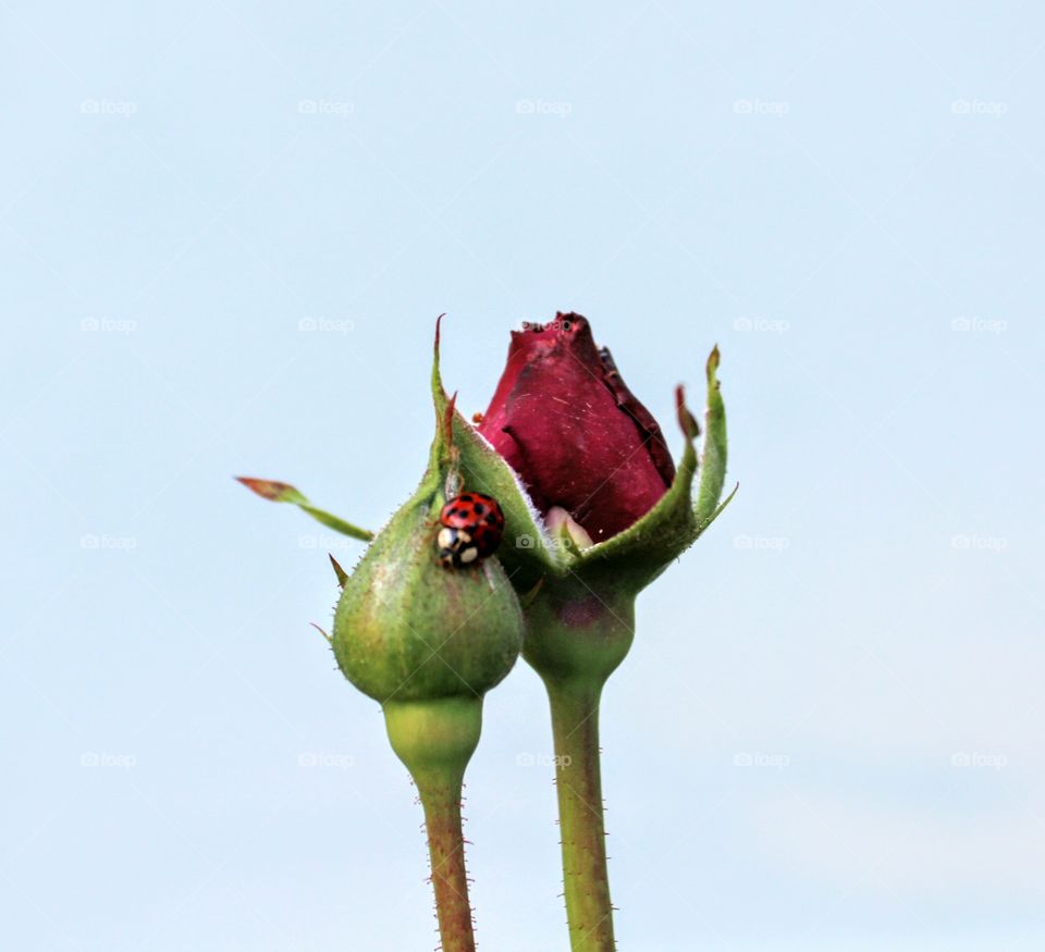 ladybug and Rose buds