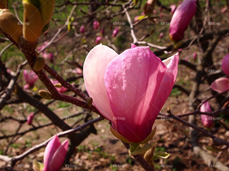 magnolia