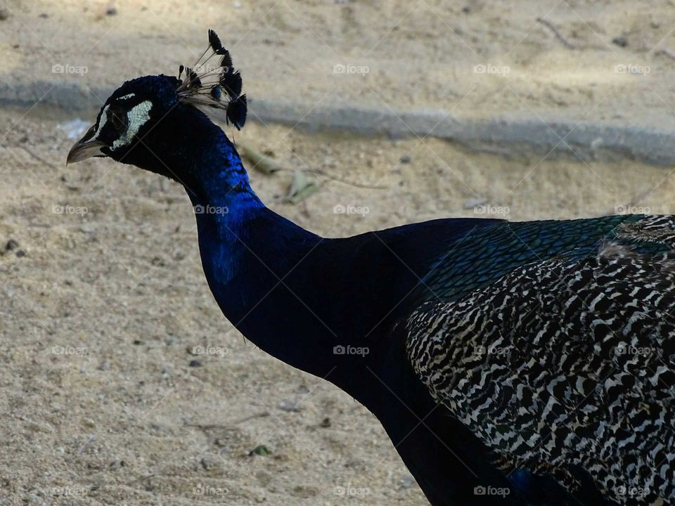 Peacock