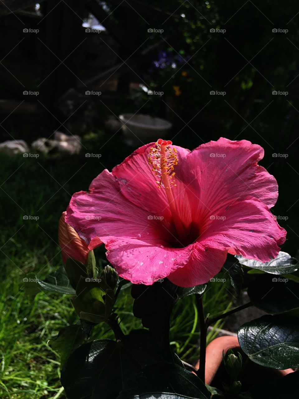 Flower, No Person, Hibiscus, Nature, Leaf
